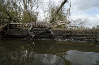 Rappelant que les marécages servent de "filtres" et "purifient" les eaux qui s'écoulent dans les lacs ou rivières américaines, le juge conservateur Brett Kavanaugh et les trois magistrates progressistes de la Cour ont exprimé leur désaccord avec l...
